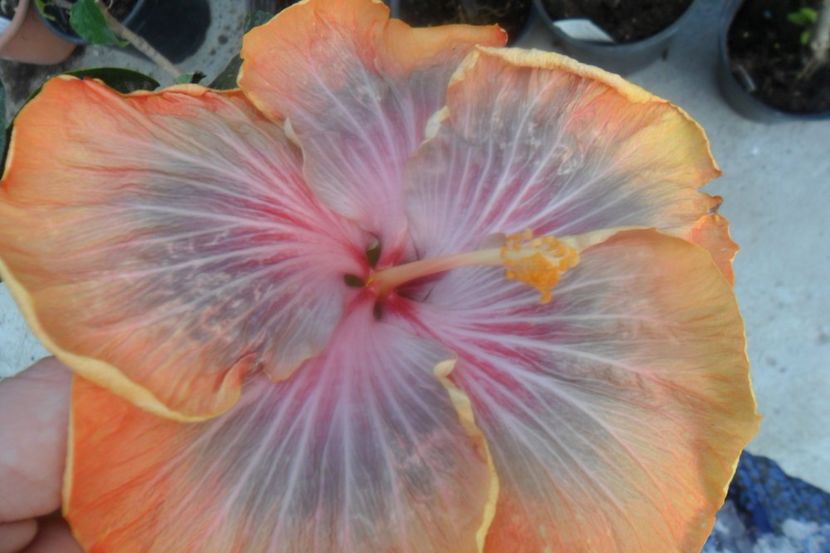  - Tahitian Purple Riple