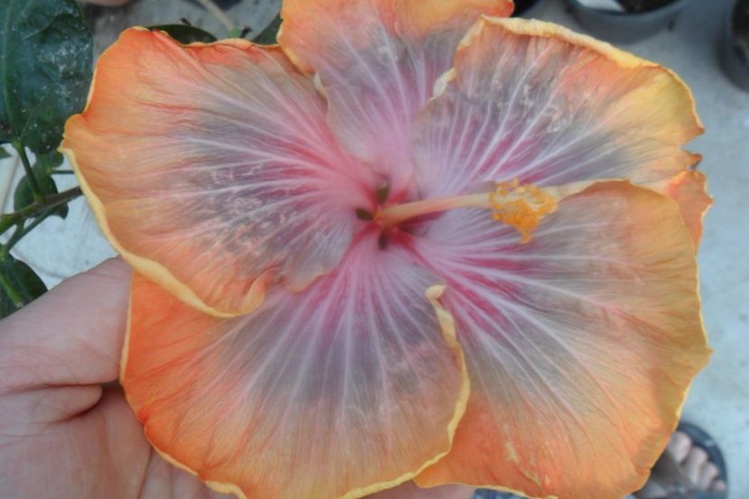  - Tahitian Purple Riple