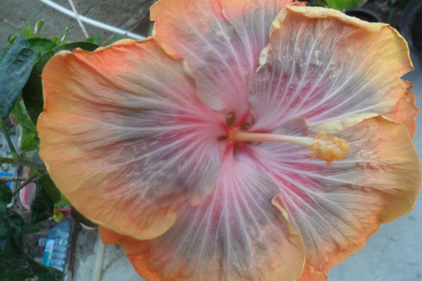  - Tahitian Purple Riple