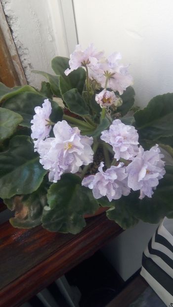 IMG-20180423-WA0000 - RS Morskaja Princessa