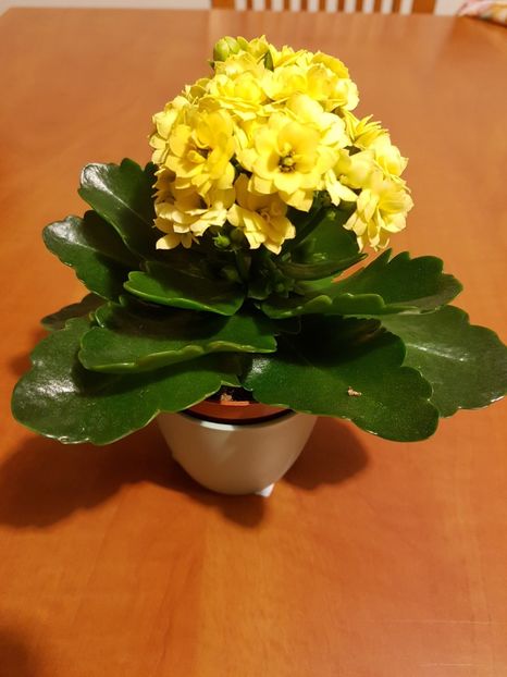 Kalanchoe blossfeldiana-galben - Kalanchoe