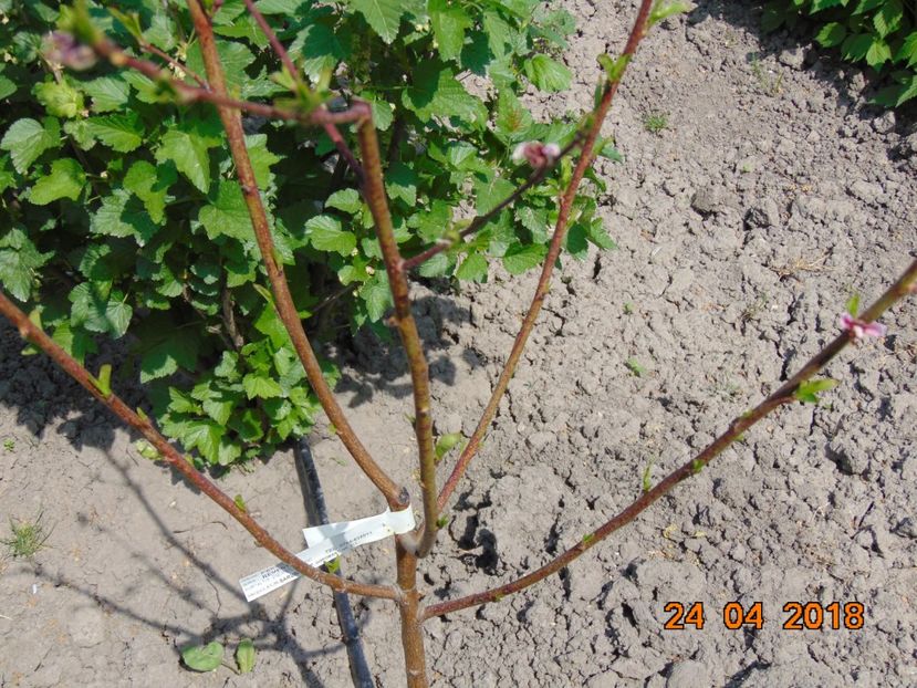 REMENY ( Pep. Sarusi Arad ) - piersic REMENY ------------ plat