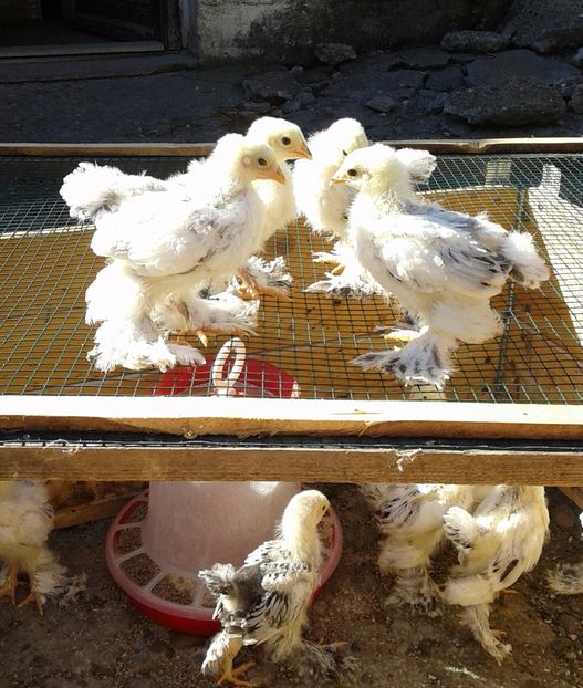 20180421_164901-1 - Pui 2018