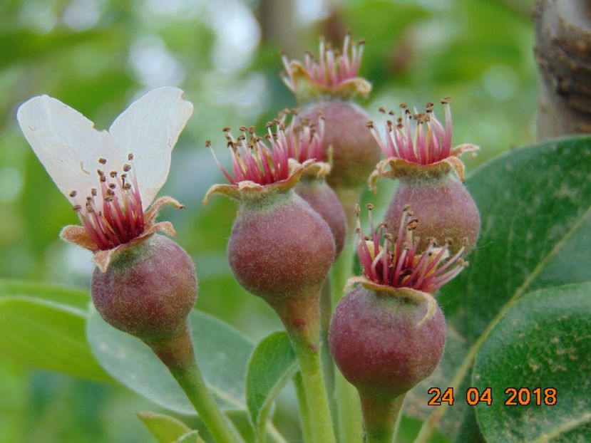 A iesit cu pulpa rosie - Par Busuioace cu miez rosu