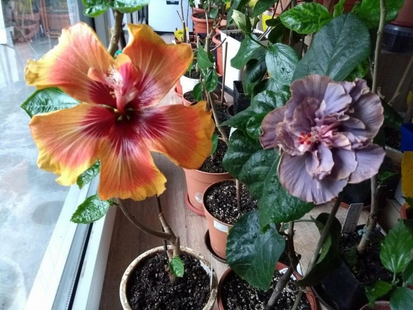 30825857_1927973950609377_1197957174_o - 03Hibiscus