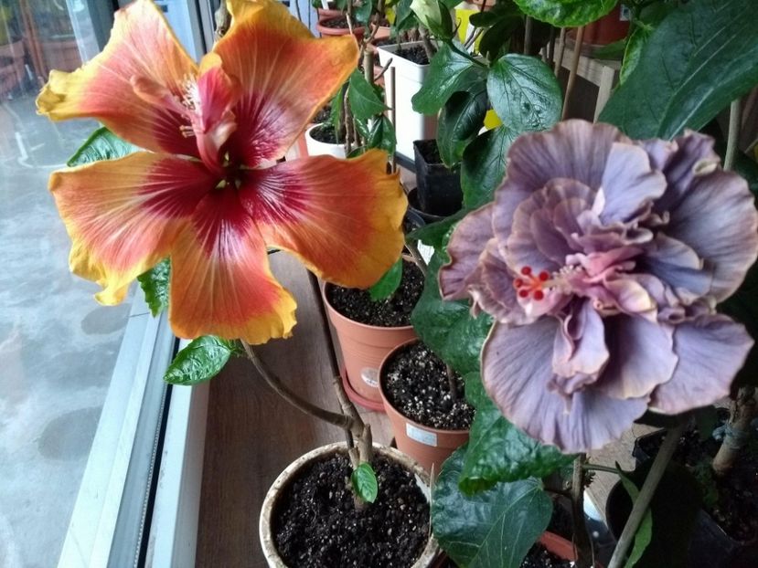 30849098_1927973867276052_278861616_o - 03Hibiscus