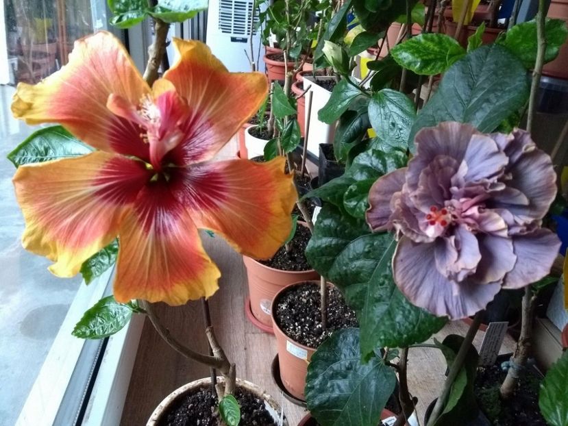 30849766_1927973933942712_623079397_o - 03Hibiscus