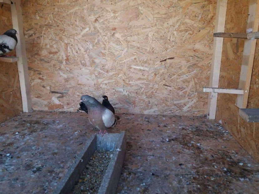 received_1148033348655937 - 9-Dungat Romanesc