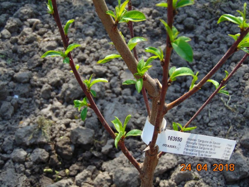  - piersic RUBINO SANGUINE de SAVOIE-rosu