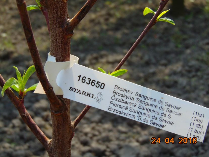  - piersic RUBINO SANGUINE de SAVOIE-rosu