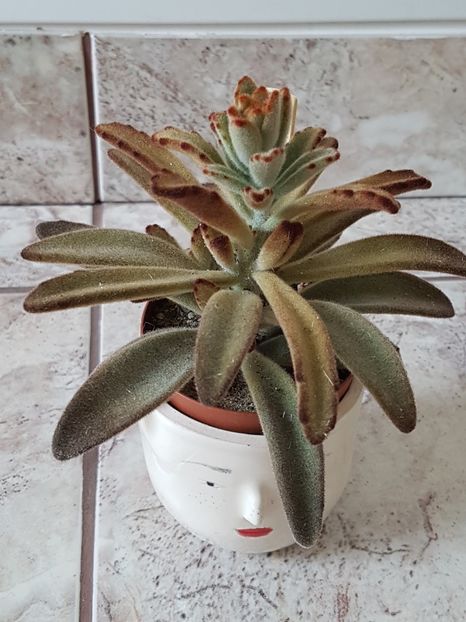 Kalanchoe tomentosa - Kalanchoe