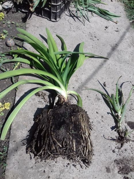 Vandut agapanthus tufa obtinuta prin divizarea tufei mama - Vand plante perene