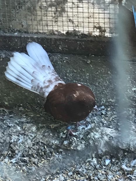 CD55BDAA-CBB6-4810-ABC8-D4DE3BF65AFB - Ciungi de Bucuresti