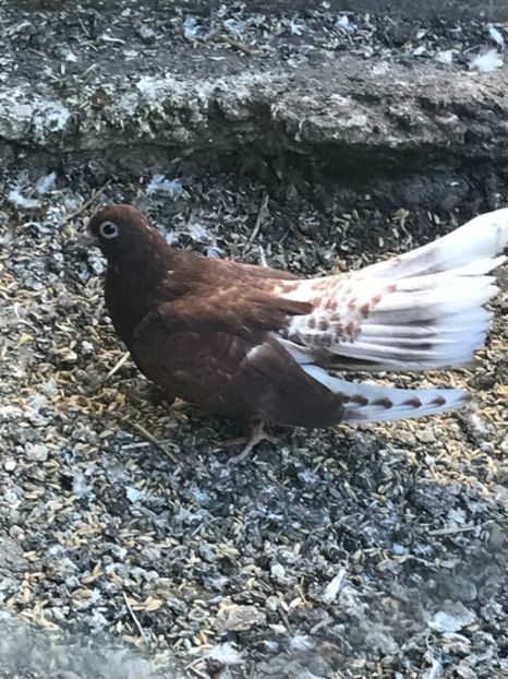 808611A4-1C9B-4908-A695-3948137CB8F9 - Ciungi de Bucuresti