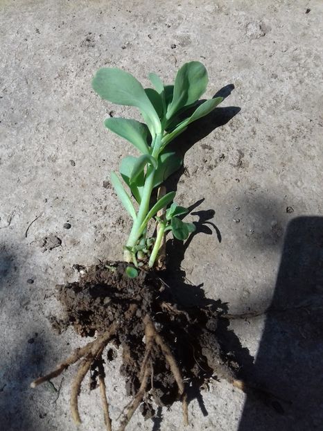 Iarba grasa sedum roz 4 lei - Vand plante perene