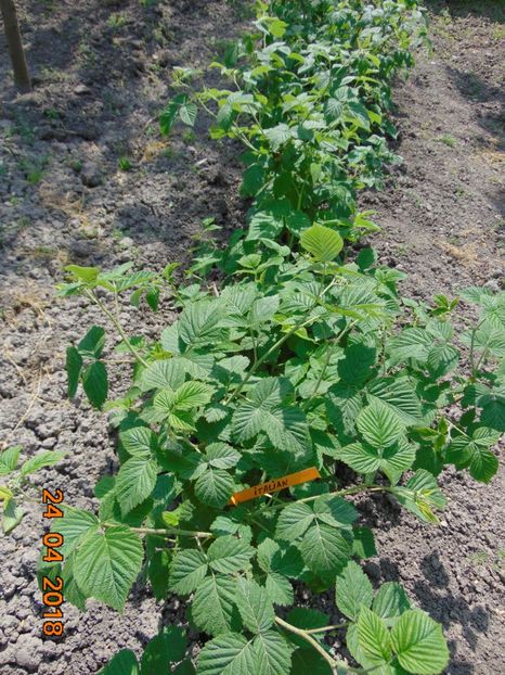 zmeur ITALIAN ( Milly ) - Aprilie 2018 - zmeur Italian - Milly