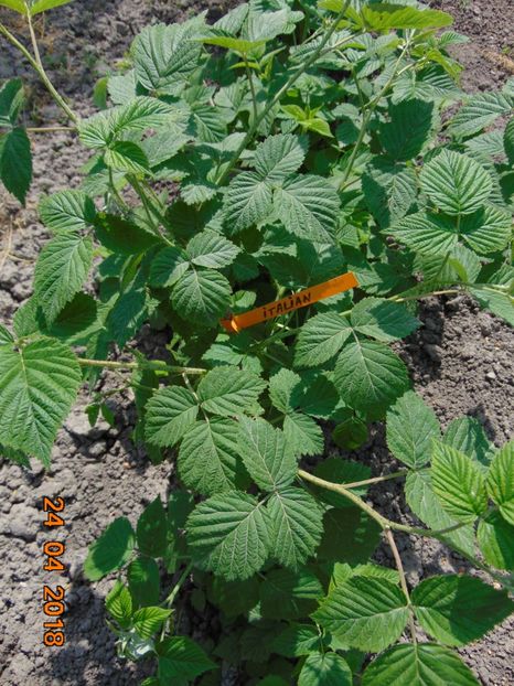  - zmeur Italian - Milly