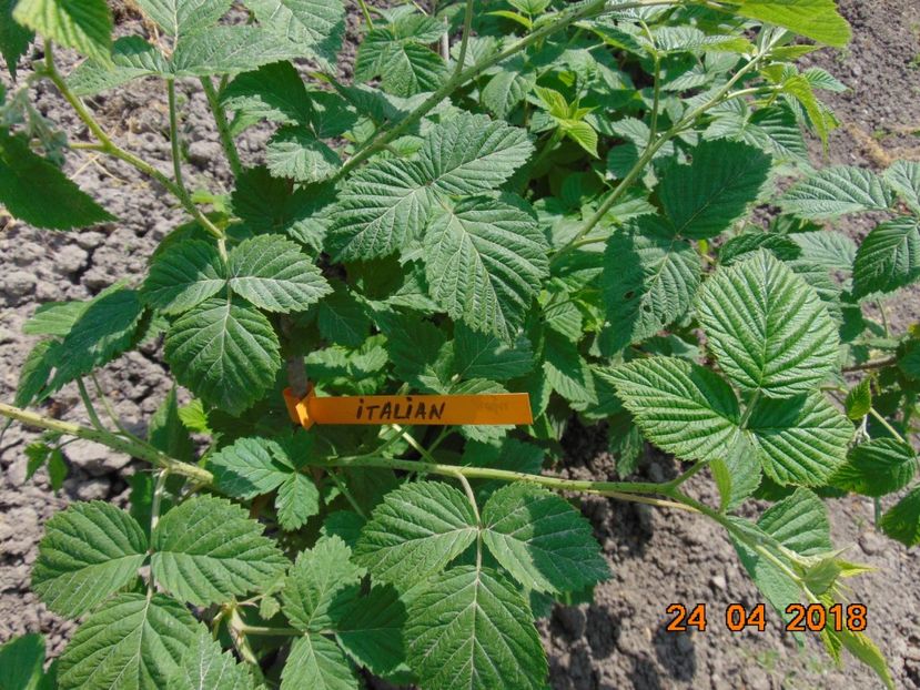  - zmeur Italian - Milly