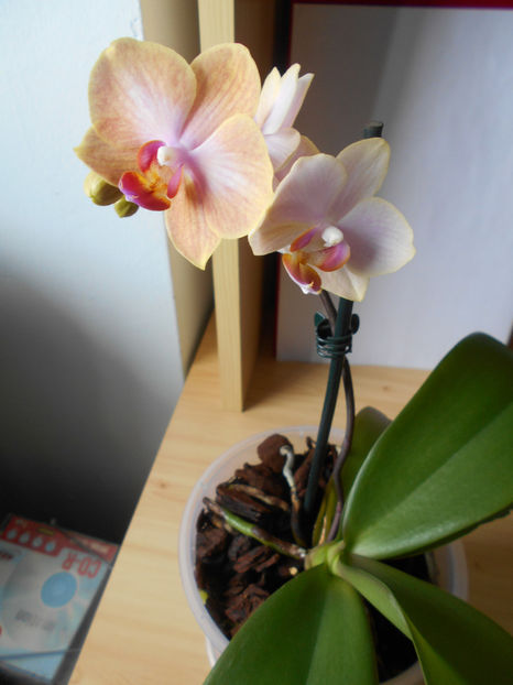  - orhidee 06 pitica Auchan Iulius Mall Cluj 2017-am pierdut-o