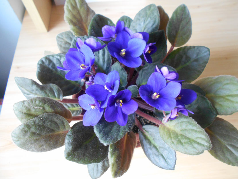  - violete comune