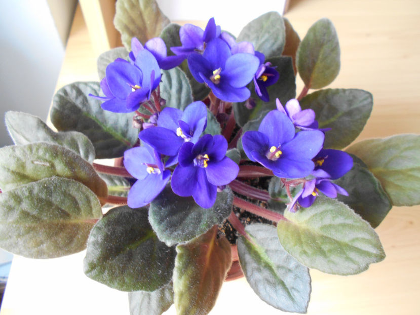  - violete comune