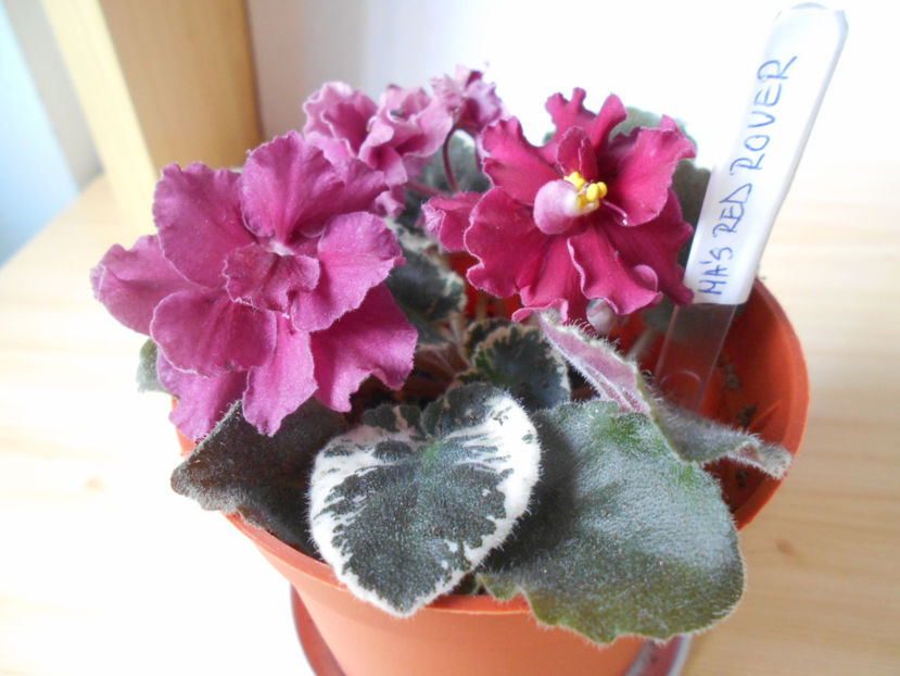 Ma s Red Rover - 02___VIOLETE AFRICANE