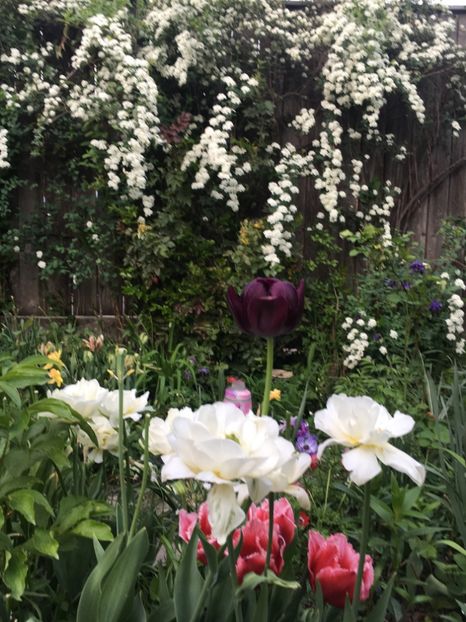 6251B462-95F2-41FE-8A53-9F359565CDDD - Arbuști 2018