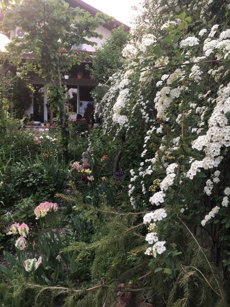 E6AA1B71-B7F9-4853-BA27-EBBE5BE271A5 - Arbuști 2018