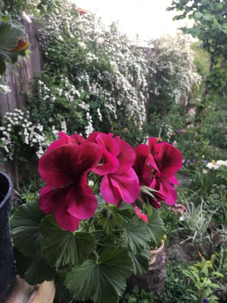 9CED7500-CCD2-4207-8E9A-D88EB4CF5D51 - Arbuști 2018