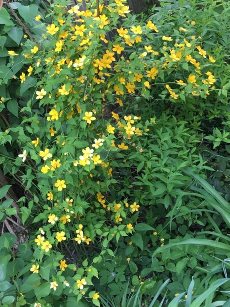 3F1921C4-7B81-40B5-B490-C9234F1F7559 - Arbuști 2018