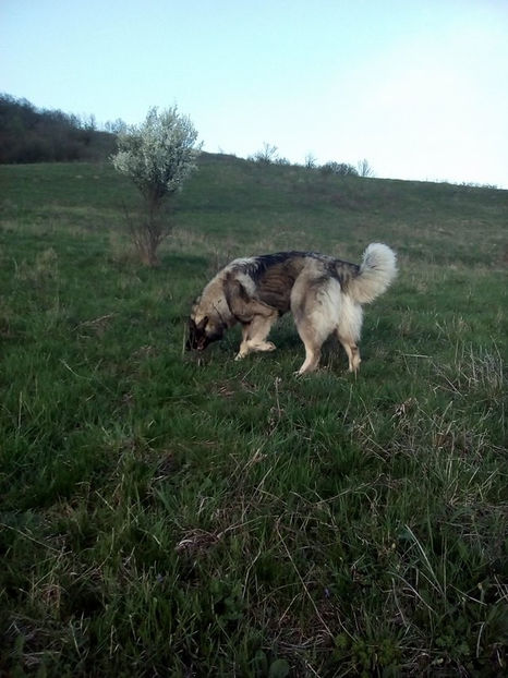  - Novac de pe Somes - Ciobanesc Romanesc Carpatin