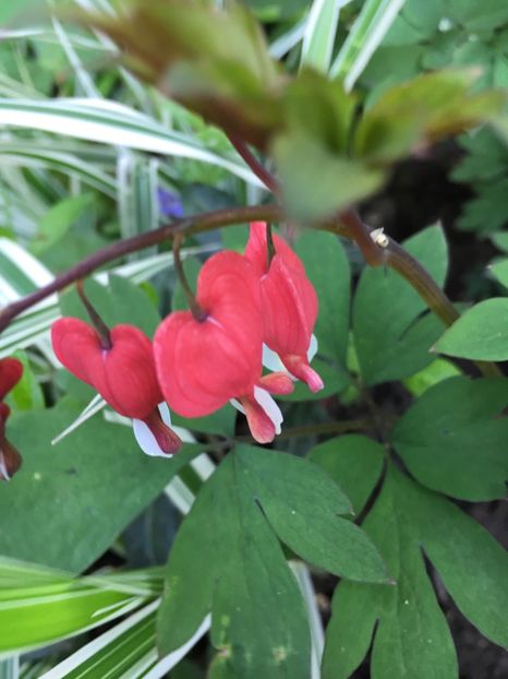 F8EA2908-D4F4-44C5-BCD2-50E81E24253B - Dicentra 2018