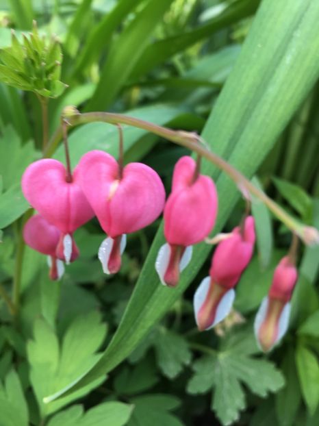 CF81CB1F-6D87-48ED-93AC-5FA68E275E39 - Dicentra 2018