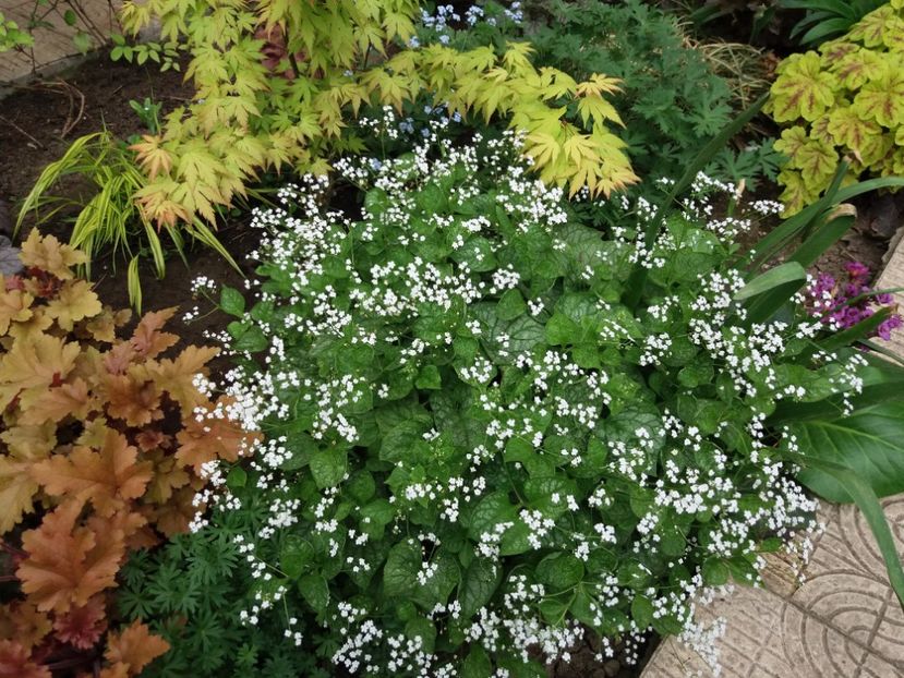 Brunnera macrophylla 'Mr. Morse' " - 2018 plantele mele