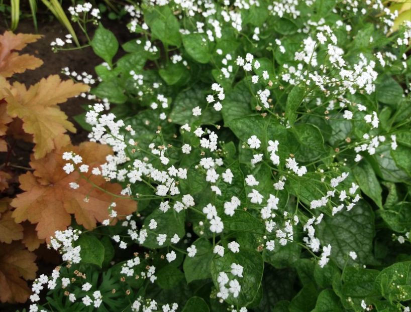 24 aprilie - 2018 plantele mele