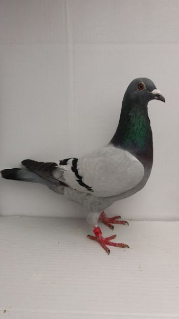 M 2017 vandut - De! voiajori vanduti