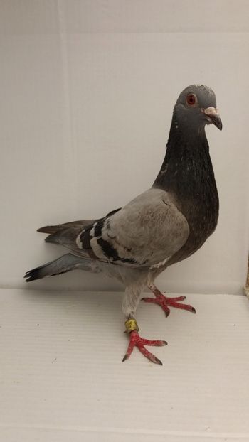 F 2017 vanduta - De! voiajori vanduti