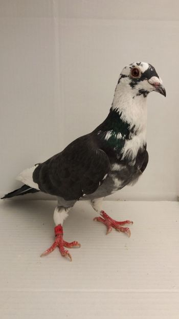 M 2017 vandut - De! voiajori vanduti