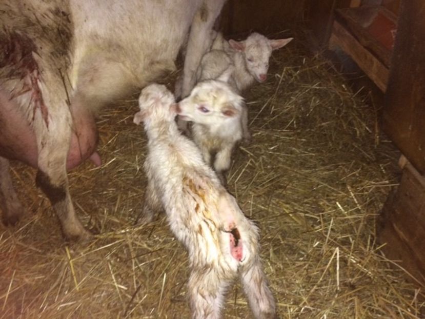  - IEDUTI SANNEN 2018