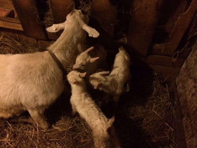  - IEDUTI SANNEN 2018