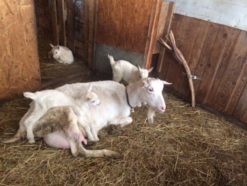  - IEDUTI SANNEN 2018