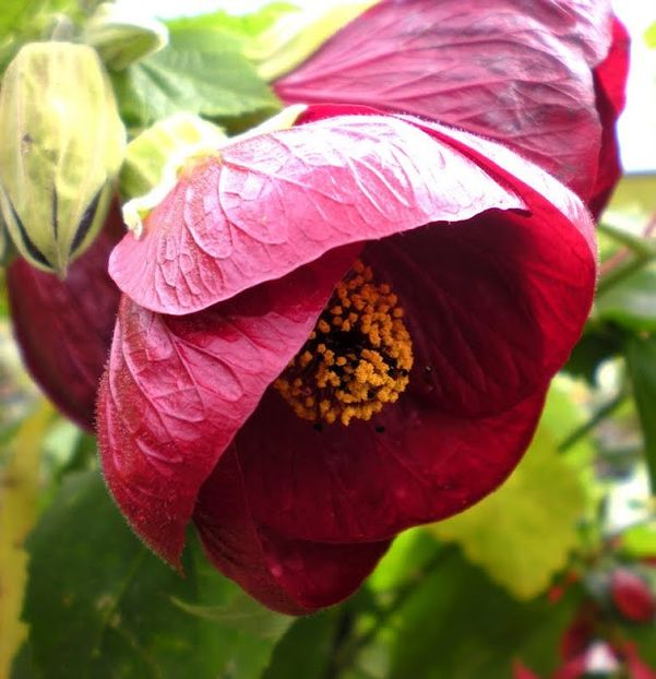 ABUTILON asa infloreste-bordo spre mov - provizoriu