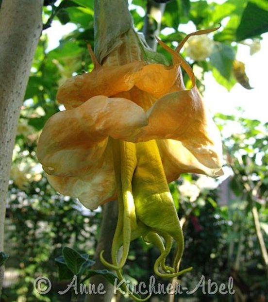 BRUGMANSIA GOLDEN STARDUST-40-rez - provizoriu