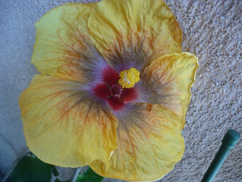 P1360660 - Tahitian Passion Flower