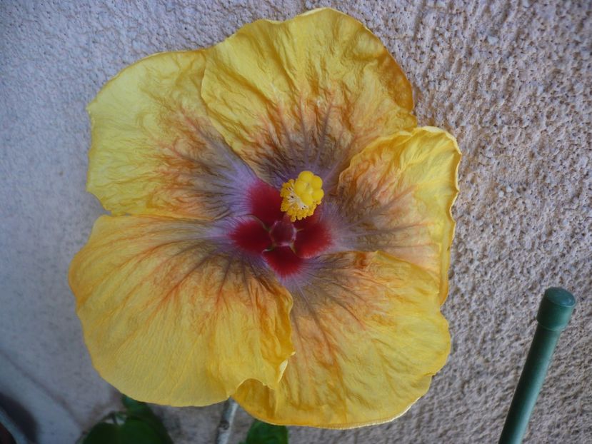 P1360661 - Tahitian Passion Flower