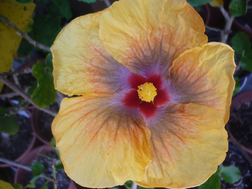 P1360662 - Tahitian Passion Flower