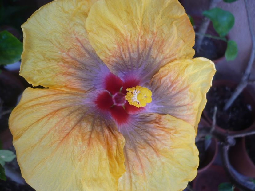 P1360663 - Tahitian Passion Flower