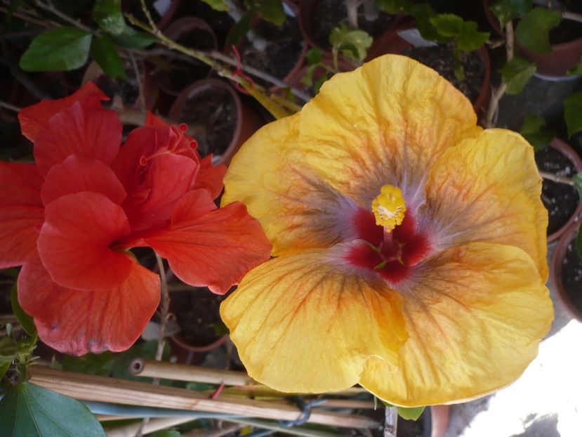P1360666 - Tahitian Passion Flower