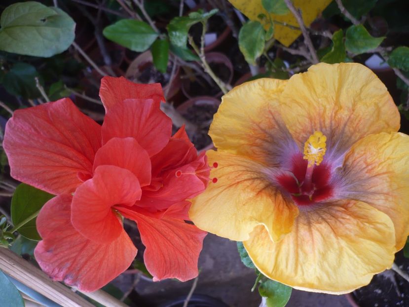 P1360667 - Tahitian Passion Flower