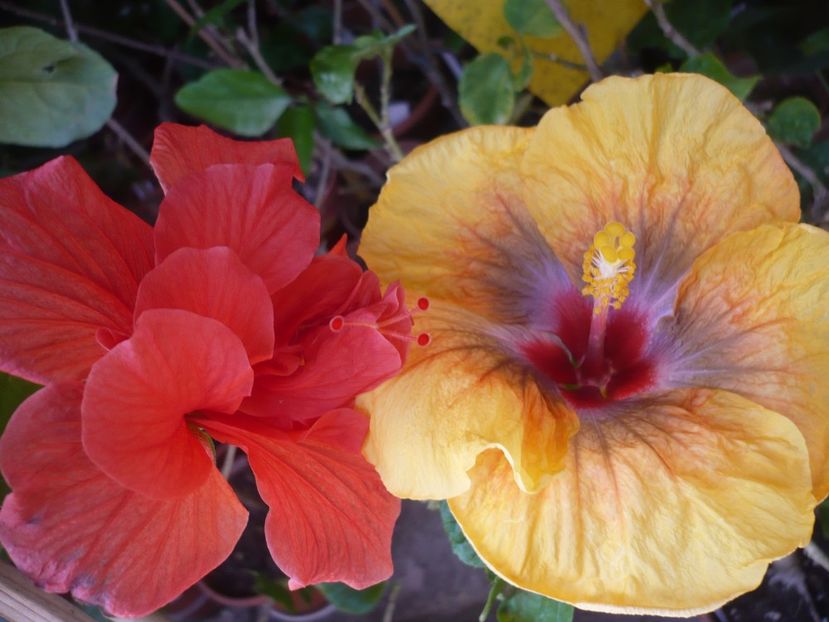 P1360668 - Tahitian Passion Flower